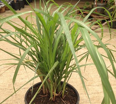 Miscanthus sinensis - Miscanthus