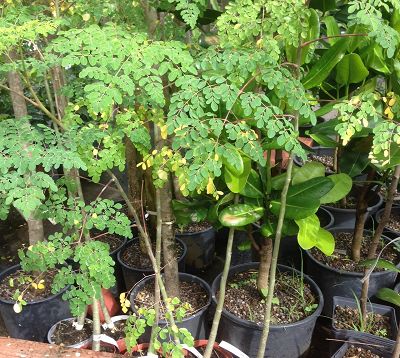 Moringa oleifera - Moringa