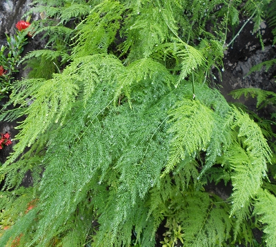 Asparagus plumosus - Mousseline