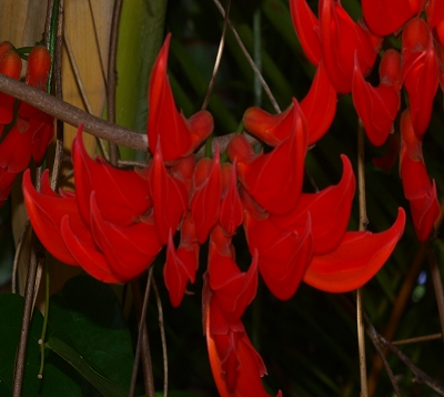 Mucuna nova guineensis - Mucuna - griffes du diable