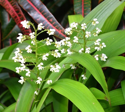 Xiphidium caerulerum - Muguet pays