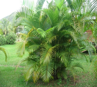 Dypsis lutescens - Palmier multipliant