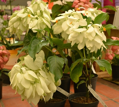 Mussaenda erythrophylla - Mussaenda blanc