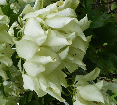 Mussaenda erythrophylla - Mussaenda double blanc