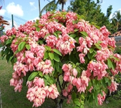 Mussaenda erythrophylla - Mussaenda rose