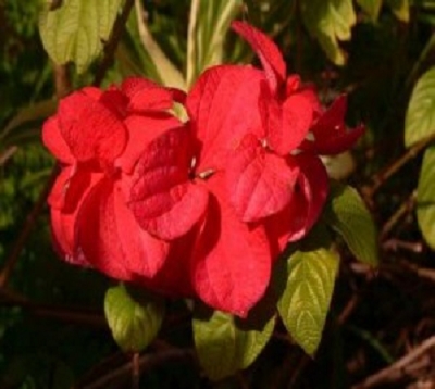 Mussaenda erythrophylla - Mussaenda rouge