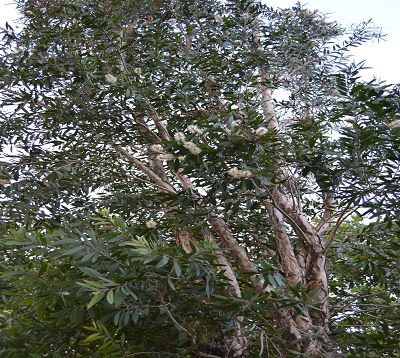 Melaleuca alternifolia - Myrte - Arbre à thé