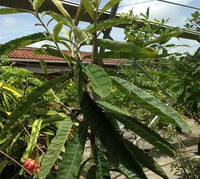 Eriobotrya japonica - Neflier du Japon