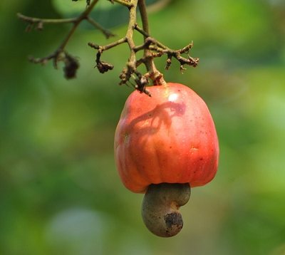 Anacardium occidentale - Noix de cajou - Anacardier