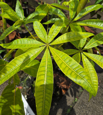 Bombacopsis glabra- Noix de Cayenne