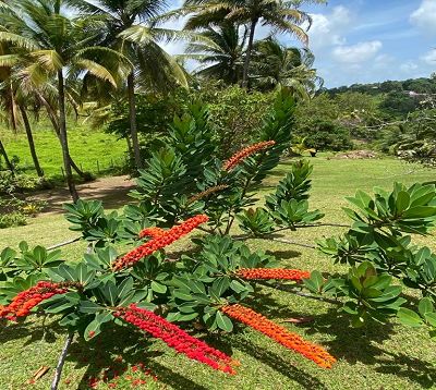 Norantea guianensis - Norantea