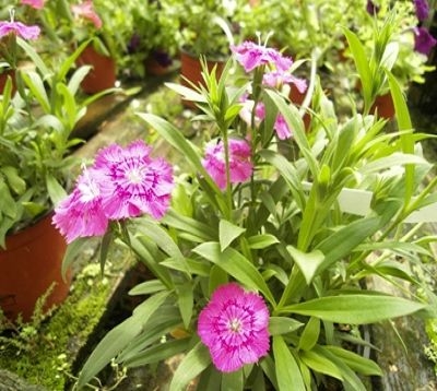 Dianthus chinensis - Oeillet de chine