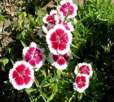 Dianthus barbatus - Oeillet de poète