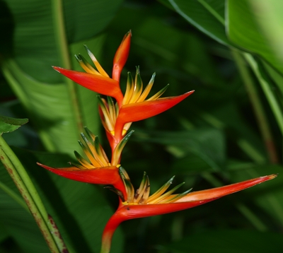 Heliconia acuminata - Heliconia orange