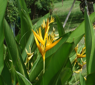 Heliconia cartasia - Heliconia  jaune