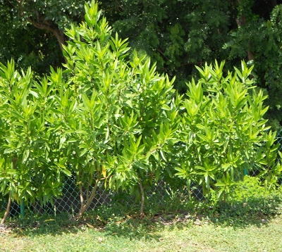 Bontia daphnoïdes - Olivier pays