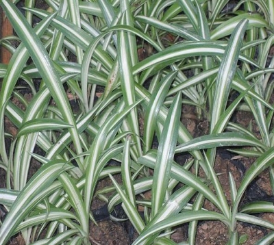 Ophiopogon jaburan - Ophiopogon panaché