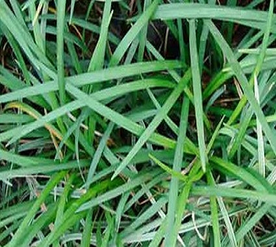 Ophiopogon japonica - Ophiopogon vert