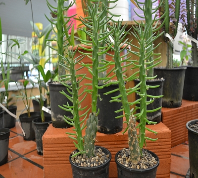 Opuntia cylindrica - Opuntia cylindrica