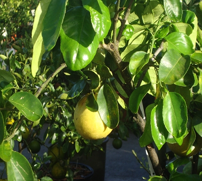Citrus aurantium - Oranger amer