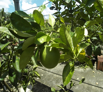 Citrus sinensis - Oranger hamlin