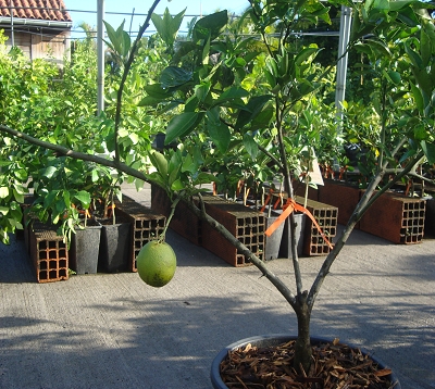 Citrus sinensis - Oranger pineaple