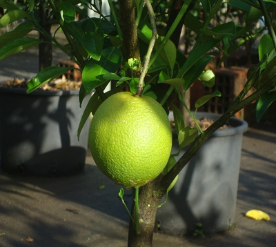 Citrus sinensis - Oranger salustiana