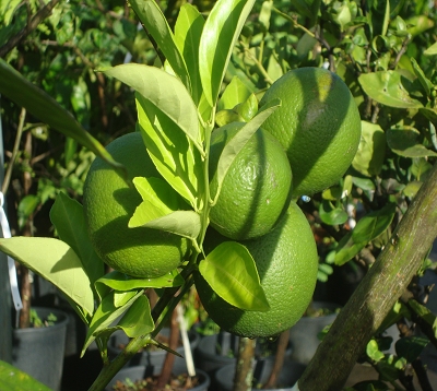 Citrus sinensis - Oranger trovita
