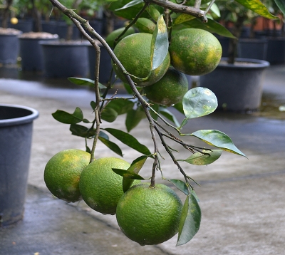 Citrus sinensis - Oranger valencia late