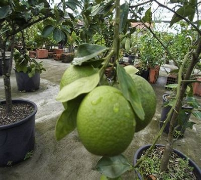 Citrus sinensis - Oranger washington navel
