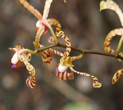 Arachnis flos-aeris - Orchidée araignée