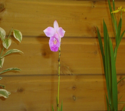 Arundina graminifolia - Orchidée bambou