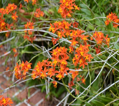 Epidendrum calanthum - Orchidée puce