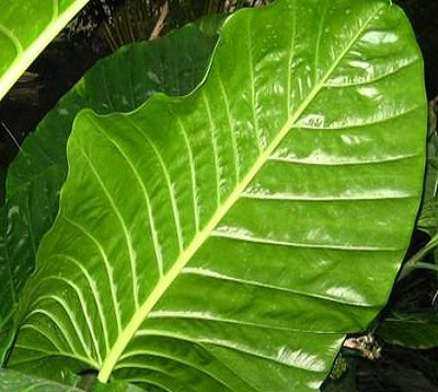 Alocasia macrorhiza - Oreilles d'éléphant - Chou