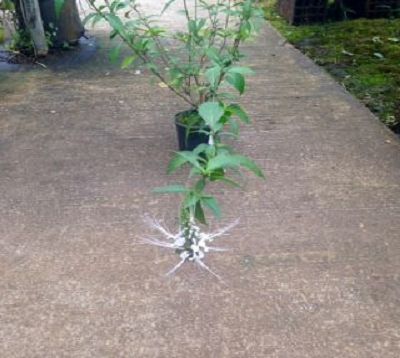 Orthosiphon stamineus - Orthosiphon - Moustache chat
