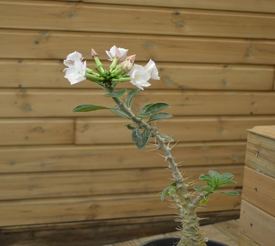 Pachypodium saundersii - Pachypodium
