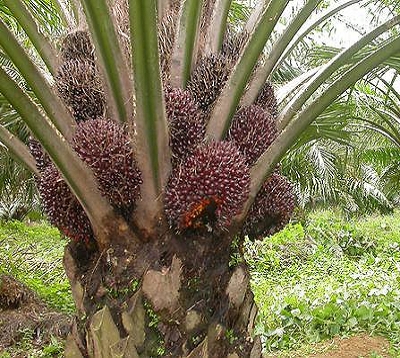 Elaeis guineensis - Palmier à huile