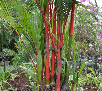Cyrtostachys lakka  ou renda- Palmier à tronc rouge
