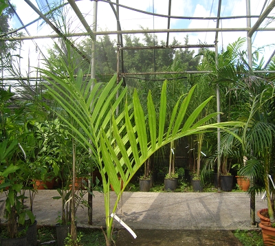 Areca catechu - Palmier areca - Noix d'arec