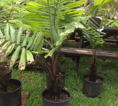 Bactris minima ou Aiphanes minima - Palmier bactris
