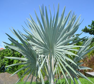 Bismarckia nobilis - Palmier bismarck bleu