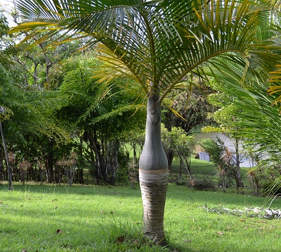 Hyophorbe verschaffeltii - Palmier bouteille
