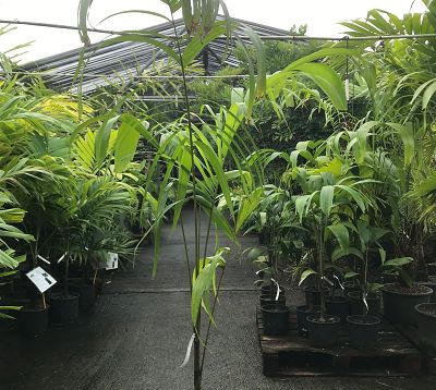 Carpentaria acuminata - Palmier carpentaria acuminata