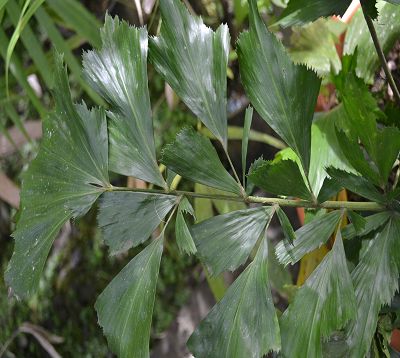 Caryota urens - Palmier céleri à tronc simple