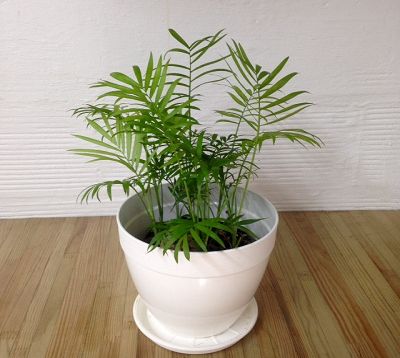 Chamaedorea elegans - Chamaedorée