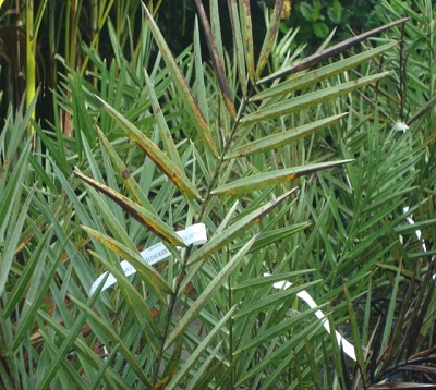 Phoenix canariensis - Palmier des Canaries