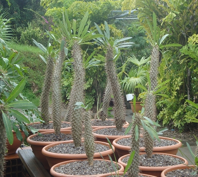 Pachypodium lamerei  - Palmier de Madagascar