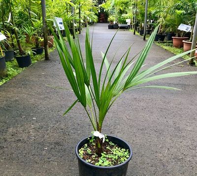 Livistona decora ou decipiens - Latanier pleureur