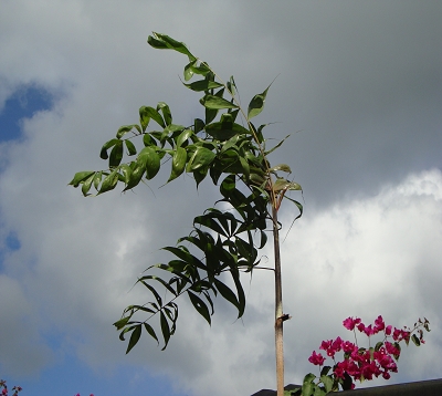 Dypsis pinnatifrons - Palmier dypsis