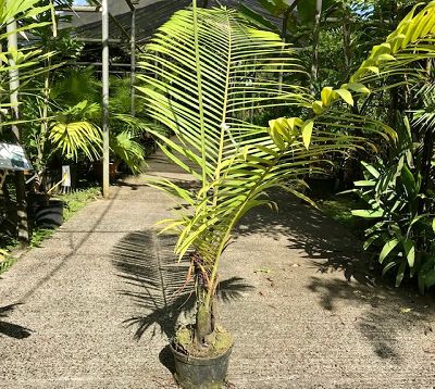Dypsis lastelliana - Palmier dypsis à cou rouge